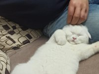 Scottish fold beyaz kedimiz