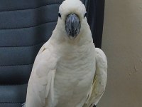 Evcil kakadu papağanı