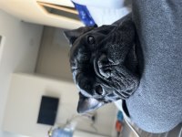 Evcil Oyuncu Sahiplenici Bulldog dostumuza Acil yuva