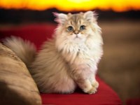 Safkan yavru scottish golden