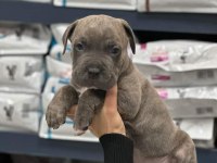 DEV CANE CORSO İTALİANO YAVRULARI