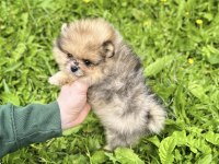 Pomeranian leopard rengi