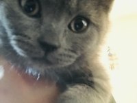 3 adet safkan british shorthair ücretli sahiplendirme