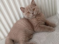 Şeftali 65 Günlük Orjinal Kehribar Gözlü British Shorthair
