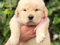 GOLDEN RETRİEVER KÖPEĞİ