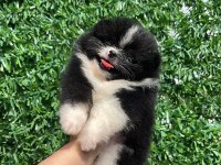 Dişi Ve Erkek Pomeranian Yavrular