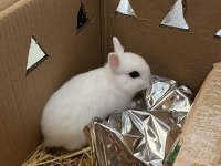 Netherland Dwarf Cüce Tavşan Çiftliği