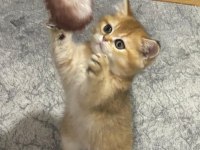 Yeni cins kediler yeni yuvalarına gitmeye hazırlar