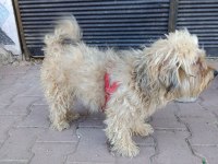 Dişi Kizanı Yakın Terrier