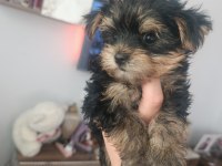 Yorkshire terrier yavruları