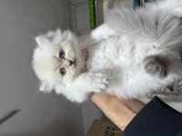 A kalite Top Kafa Dişi British Longhair Yavrumuz