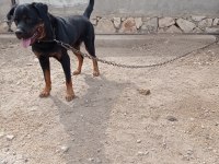 2 yaşında damızlık rottweiler