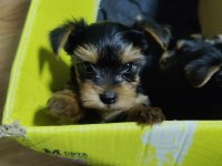58 günlük 3 erkek yorkshire terrier yavrularımız