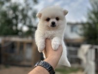 Pomeranian yavrumuz