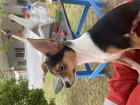 Sevimli pinscher