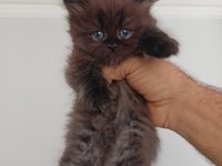 Scottish fold bebekler