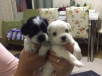 Ev Üretimi 43 Günlük Morkie Yavrular