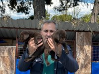 Labrador yavrularımız ruhsatlı çiftliğimizden