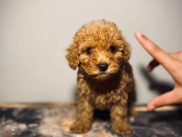 Kaliteli renklerde uygun poodle