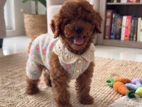 Orijinal Toy Poodle Yavrumuz