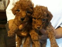 Baby Yavrular Yeni Yuvalarını Bekliyor Toy Poodle