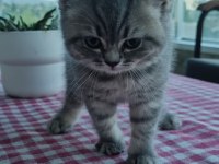 Muhteşem ırk scottish fold