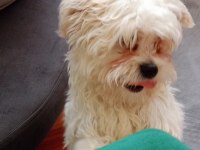 3 aylık erkek maltipoo pet eğitimli