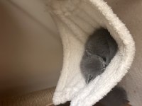 Uygun british shorthair