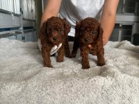 Kore toy poodle yavrularımız