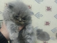 OYUNCU UYSAL KEDİMİZ YUMAK YENİ YUVASINI ARIYOR