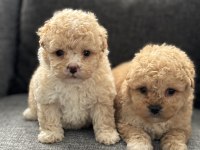 50 günlük f3 maltipoo bebekler poodle ayarında