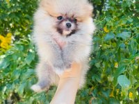 Dünyalar tatlısı üretici garantili pomeranian yavrular