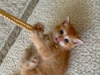 British shorthair golden erkek yavru