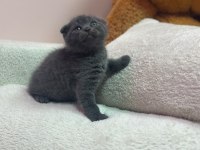 A+ KALİTE BRİTİSH SHORTHAİR BEBEĞİMİZ