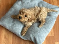 MUHTEŞEM KALİTEDE APRİCOT TOY POODLE YAVRULAR