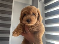 60 günlük toy poodle yavrular