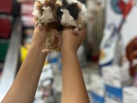 Üreticiden Ginepig yavrular 