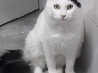 Tekir Bulut bey e ömürlük sevgi dolu bir aile arıyoruz