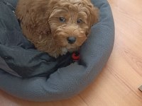 Maltipoo 3 aylık erkek