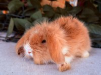 SAFKAN HOLLANDA TEDDY LOP TAVŞANLAR