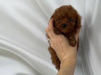 Toy Poodle yavrularımız