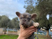 Muhteşem French Bulldog Yavrularımız