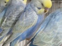 Yeni yeme düşen rainbow muhabbet kuşu bebekler
