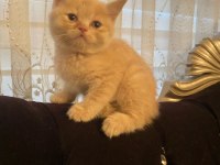 2 aylık orjinal british shorthair yavrularımız