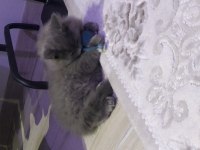 Eşyalarıyla aşılı british longhair