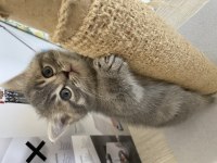 Yavrularımıza yuva arıyoruz british shorthair