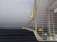 Erkek ve Dişi Kanarya Harika Büyük Kafesle Birlikte