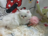 Dişi iran kedisi