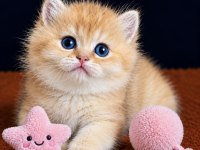 British Shorthair ve Longhair Golden Yavrular