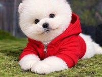 POMERANİAN BOO KARDEŞLER